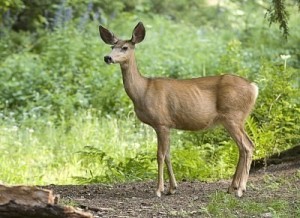 Boulder Reiki Deer